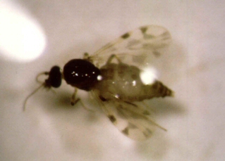 Culicoides imicola Culicoides imicola