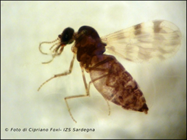 Figura 2. Il principale vettore di trasmissione della Lingua Blu, il Culicoides imicola. Figura 2. Il principale vettore di trasmissione della Lingua Blu, il Culicoides imicola.