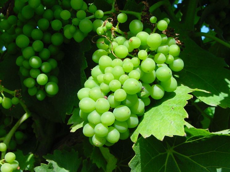 grappolo di cannonau