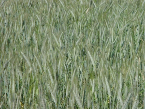 Figura 7 - Erbaio di triticale in fase di granigione Figura 7 - Erbaio di triticale in fase di granigione
