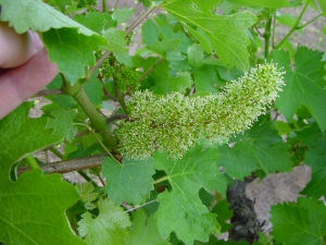 Figura 9 - Fioritura nella varietà Chardonnay Figura 9 - Fioritura nella varietà Chardonnay