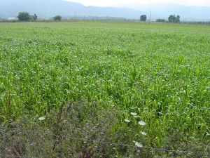 Figura 9 - Erbaio di sorgo Figura 9 - Erbaio di sorgo