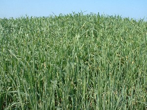 Figura 8 - Coltura di sorgo. Figura 8 - Coltura di sorgo.