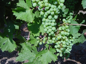 Figura 9 - Vigneto di Chardonnay a S. M. La Palma (Alghero) - 13 Luglio 2006. Figura 9 - Vigneto di Chardonnay a S. M. La Palma (Alghero) - 13 Luglio 2006.