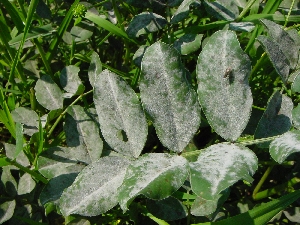 Figura 9 - “Mal bianco” su pianta di sulla. Figura 9 - “Mal bianco” su pianta di sulla.