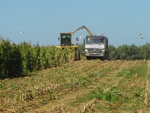 Figura 9 - Trinciatura in un campo di mais. Figura 9 - Trinciatura in un campo di mais.